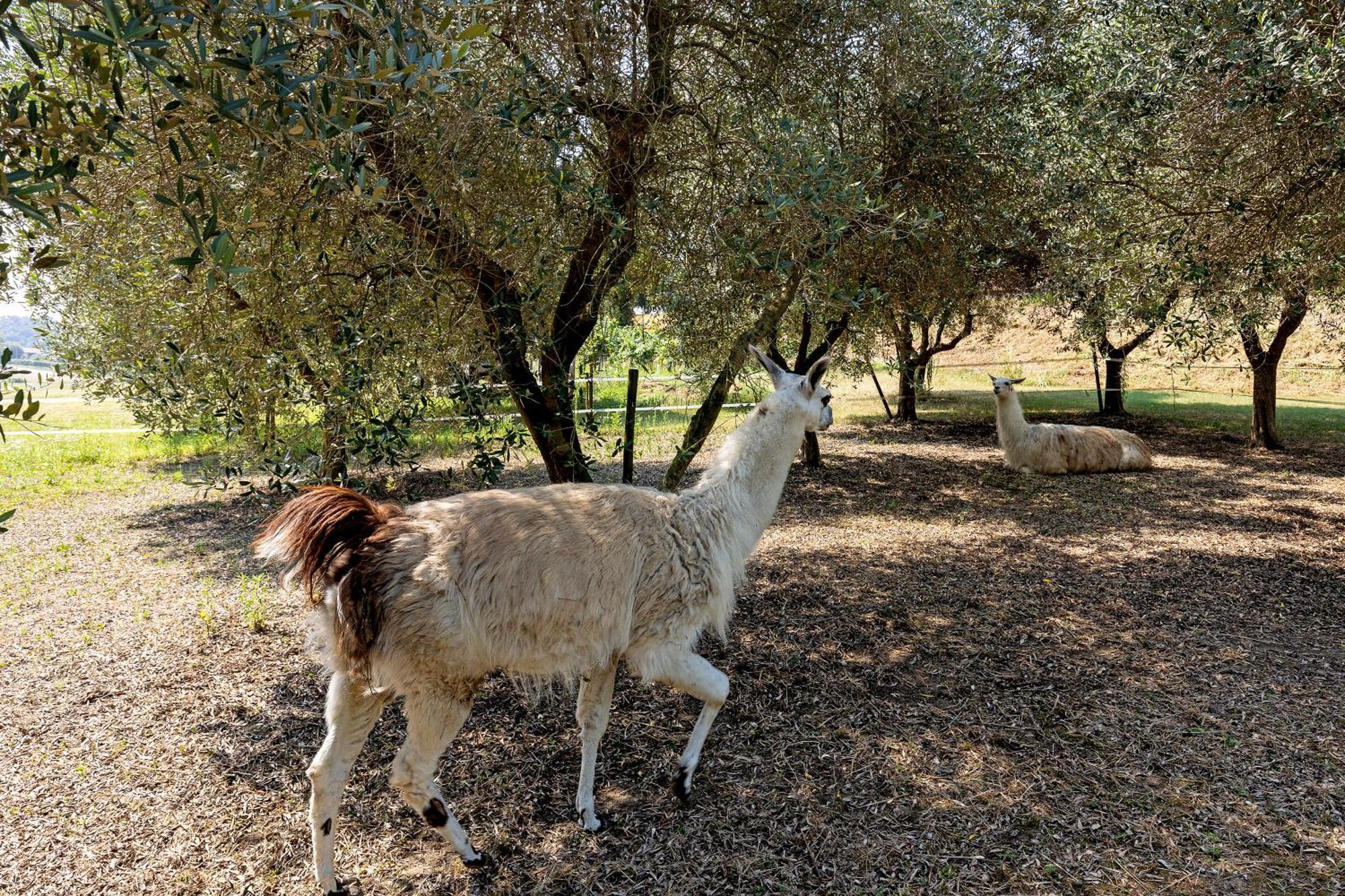 New Agriturismo Corte Olfino مونزامبانو المظهر الخارجي الصورة